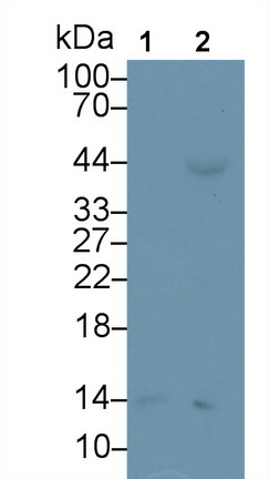 24503