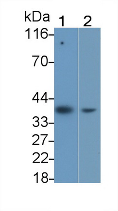 23602