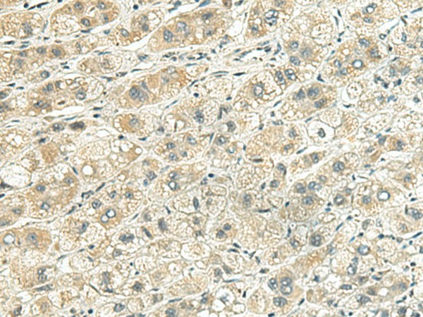 Валидация Elabscience E-AB-53024