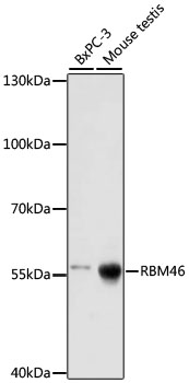 Валидация Elabscience E-AB-66872
