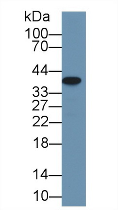 9672