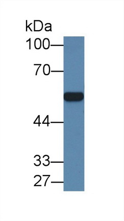 9246