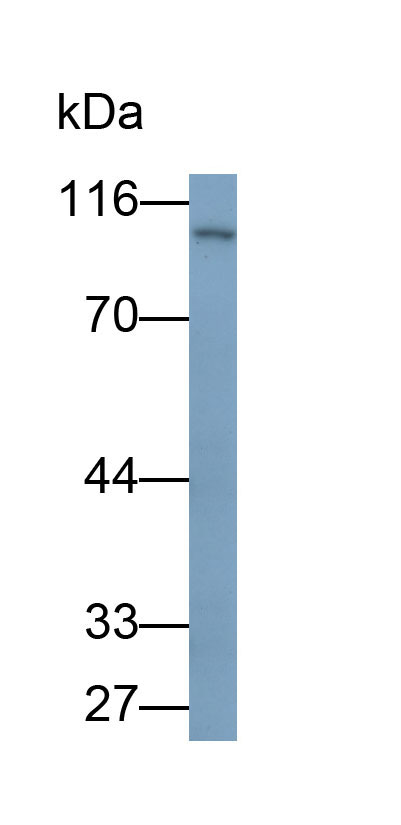 32031
