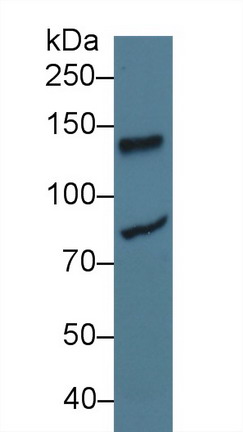 10173