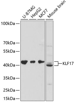 Валидация Elabscience E-AB-64813
