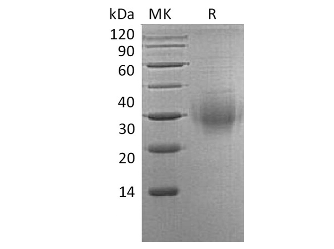 Валидация Elabscience PKSH033758(4033)