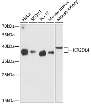 Валидация Elabscience E-AB-64343