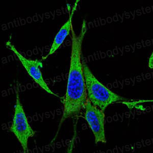 Валидация IF - AntibodySystem RHD73609