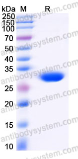 EHE74201, SDS-PAGE