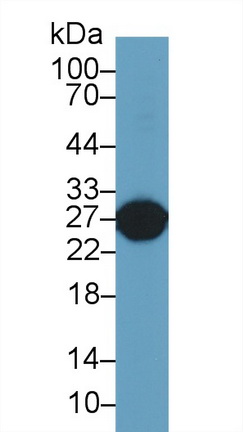10299