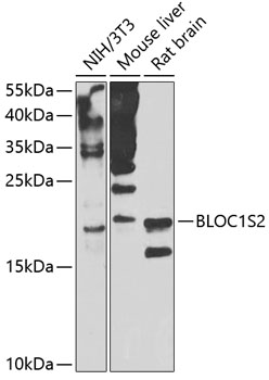 Валидация Elabscience E-AB-67938