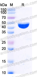 EHB87101, SDS-PAGE