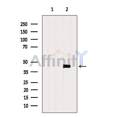 Валидация Affinity DF4248 - 15632