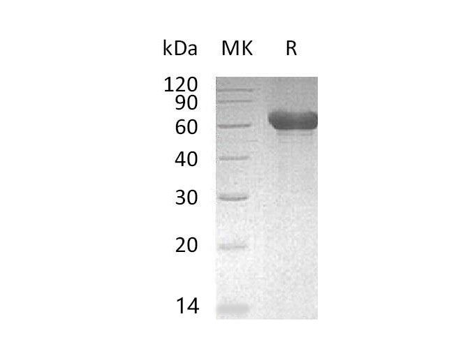Валидация Elabscience PKSM041101(5020)
