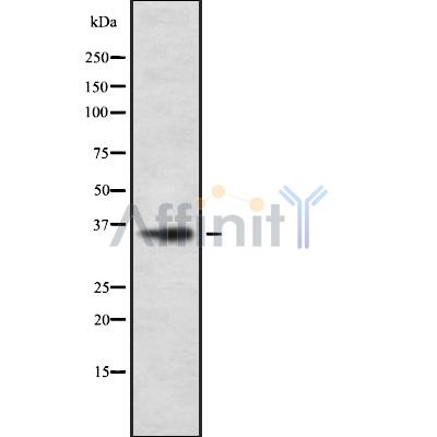 Валидация Affinity DF10298 - 5913