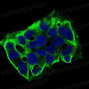 Валидация IF - AntibodySystem RHD30801