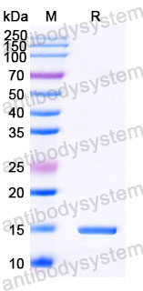 Валидация SDS-PAGE - AntibodySystem RHF99301
