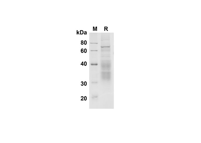 Валидация Elabscience PDMM100164(1124)