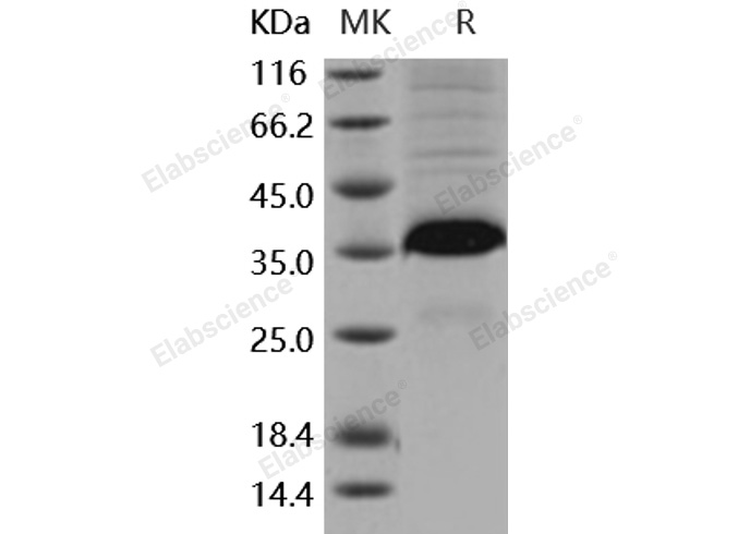 Валидация Elabscience PKSM040903(4851)