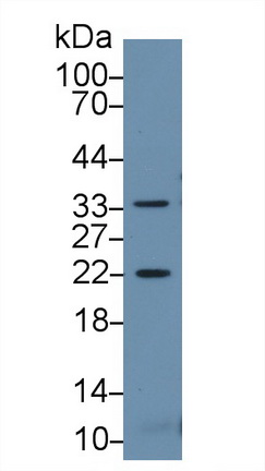 9627