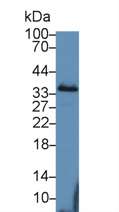 13898