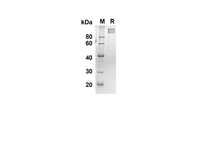 Валидация Elabscience PDMH100220(847)