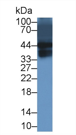 14667