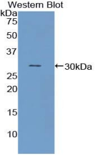 54560
