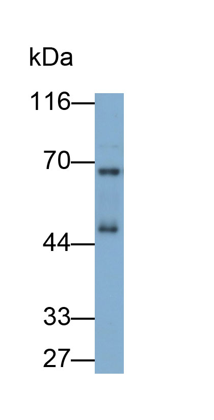 33222