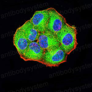 Валидация IF - AntibodySystem RHN96701