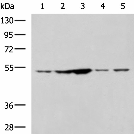 Валидация Elabscience E-AB-52128