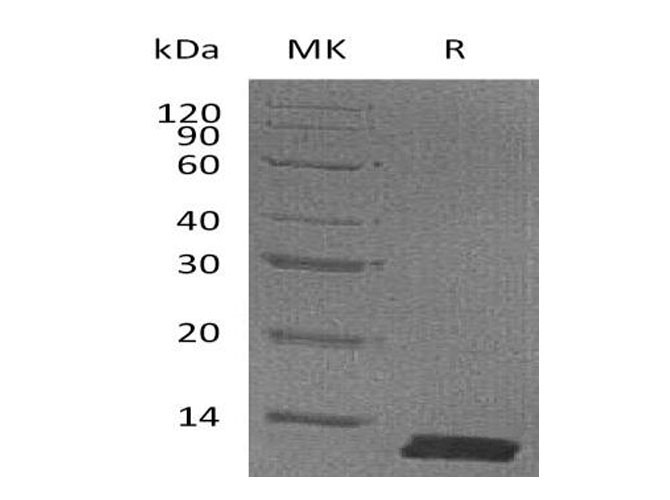 Валидация Elabscience PKSM040983(4920)