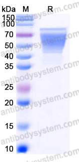 EHJ31002, SDS-PAGE