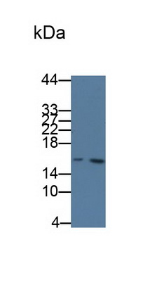 13159