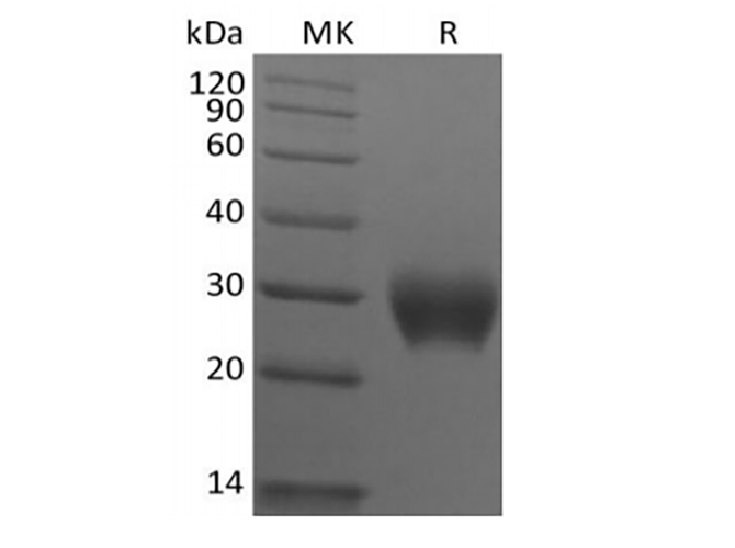 Валидация Elabscience PKSQ050107(5475)