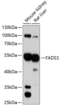 Валидация Elabscience E-AB-92559