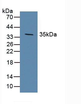 5167