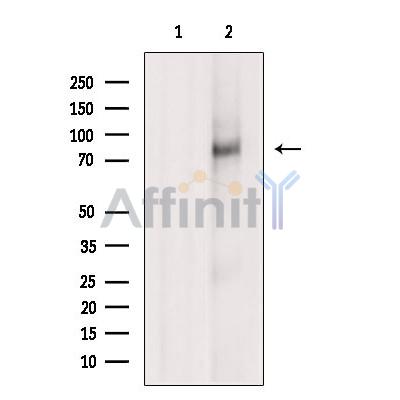 Валидация Affinity DF6896 - 18490