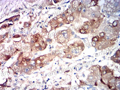 Валидация AntibodySystem RHC24501 (823)