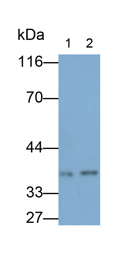 12964