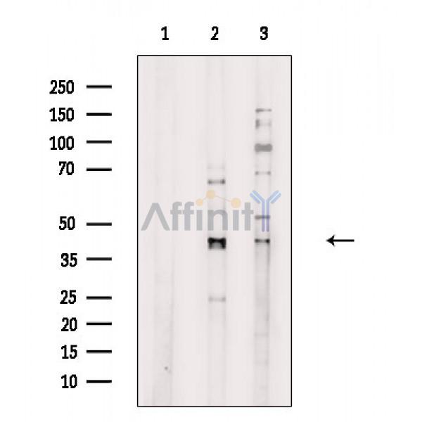 Валидация Affinity DF8620 - 20549