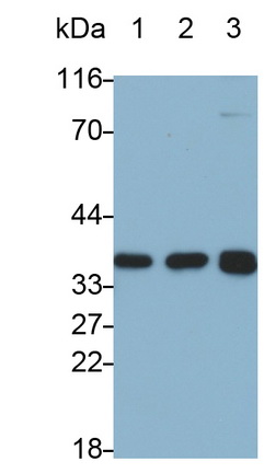 20732