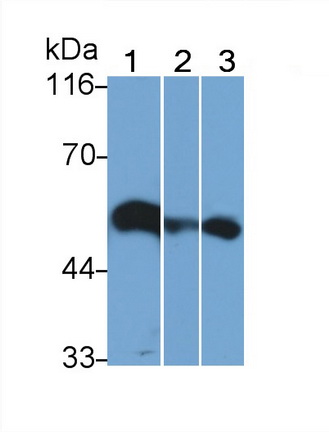 22754