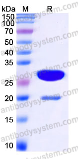 YHH38907, SDS-PAGE