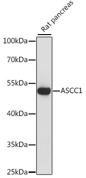 Валидация Elabscience E-AB-66600
