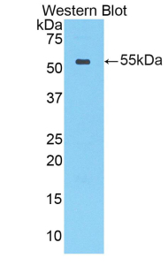 49870