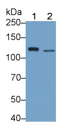1690