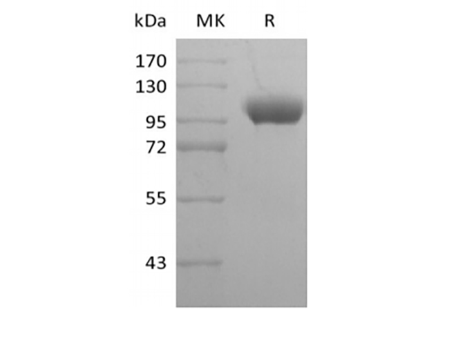 Валидация Elabscience PKSH033978(4208)