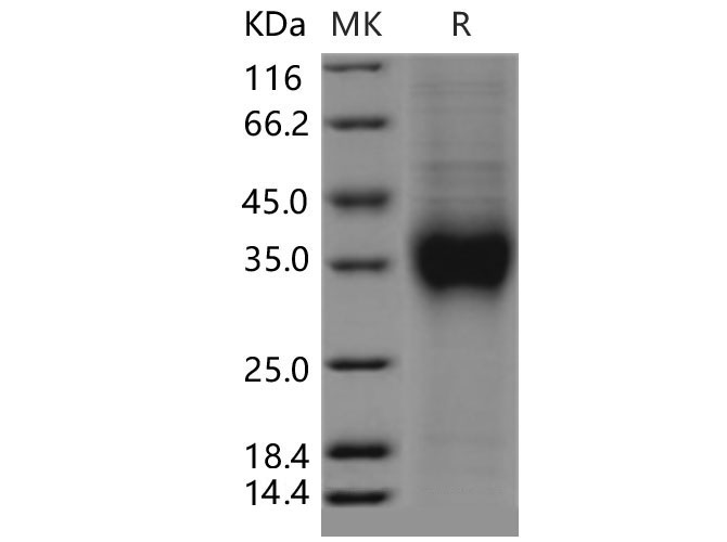 Валидация Elabscience PKSM040461(4458)
