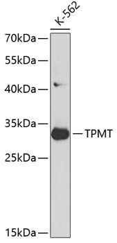 Валидация Elabscience E-AB-60140